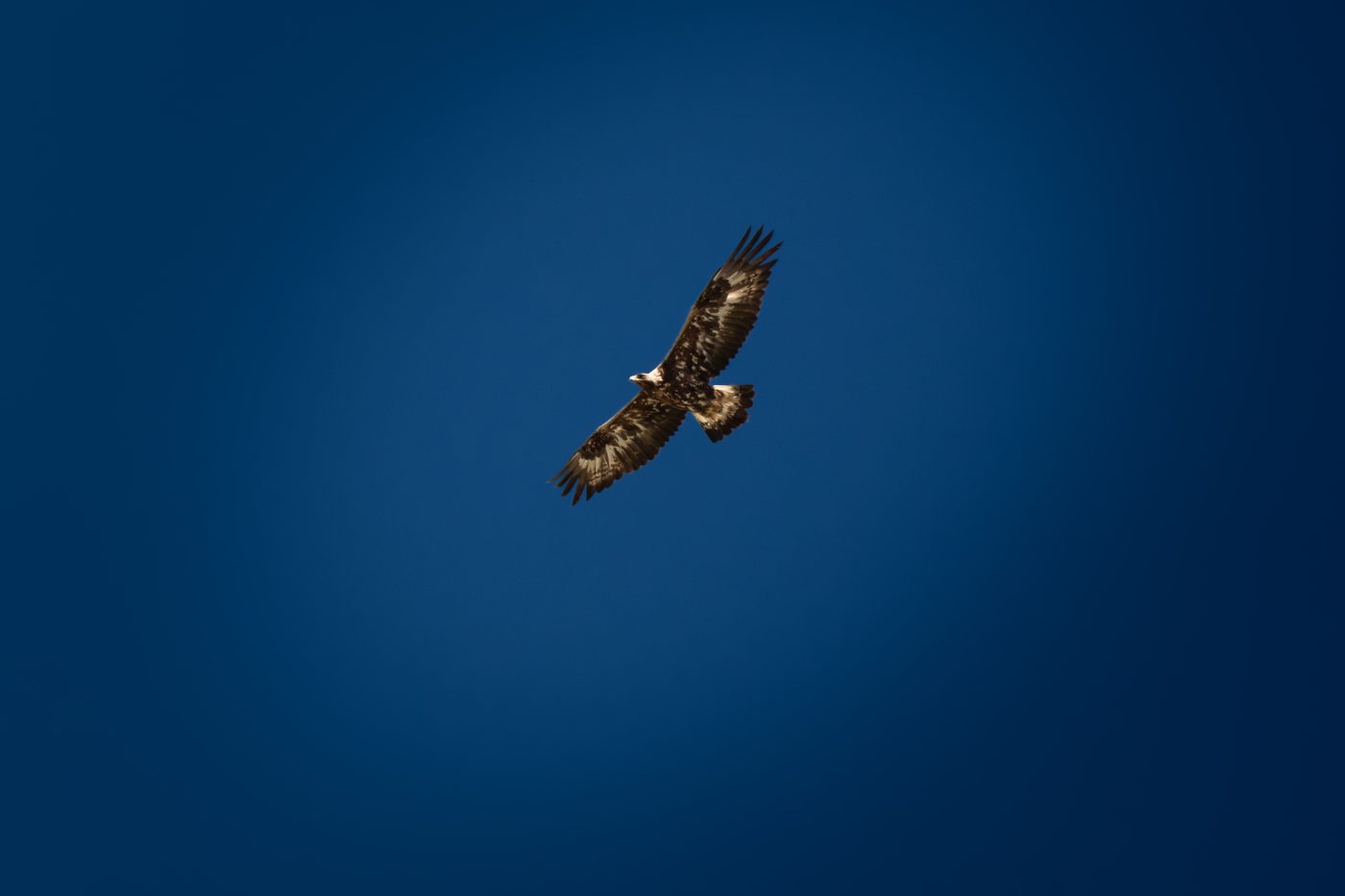 Adler Schweiz