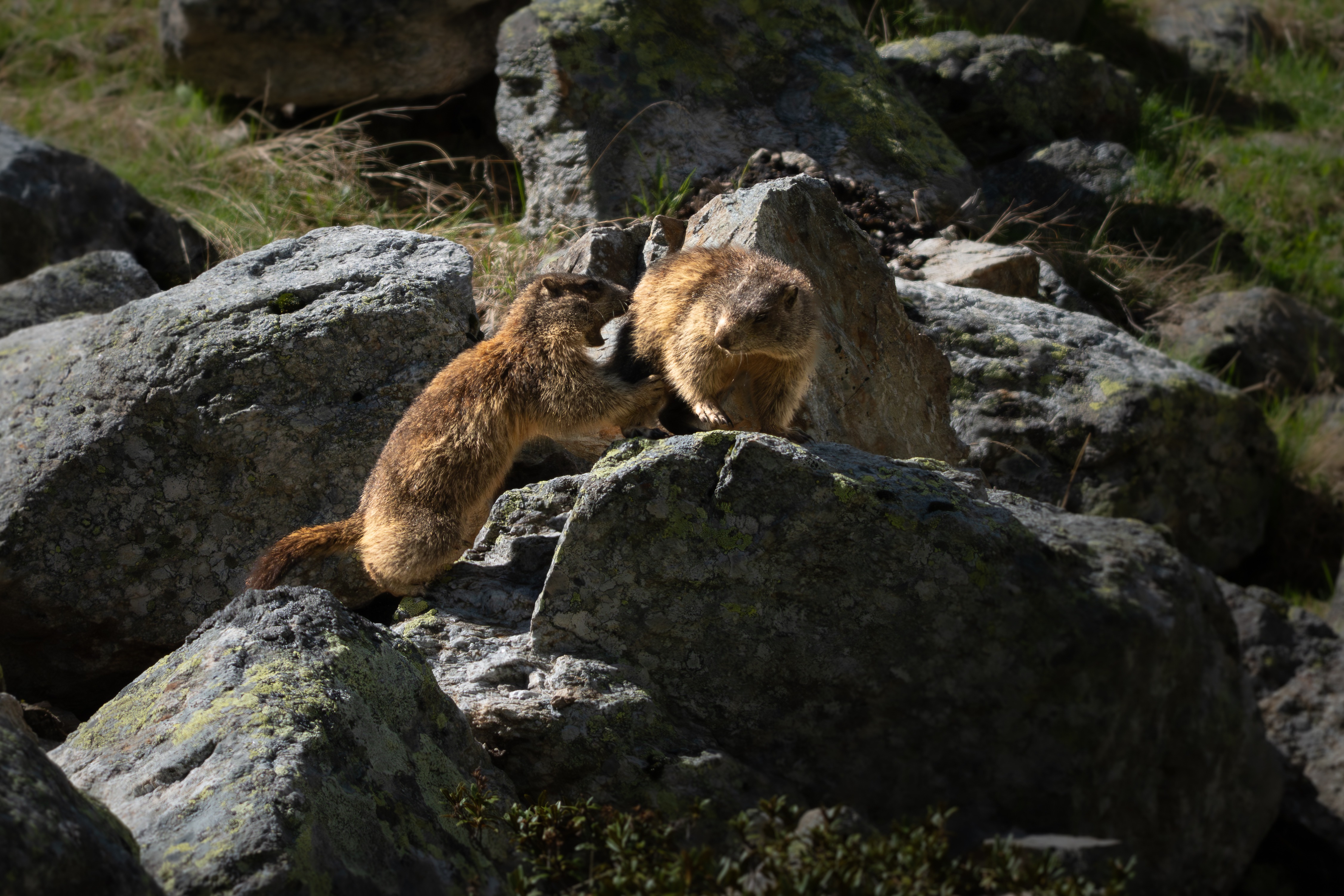 Murmeltiere Schweiz