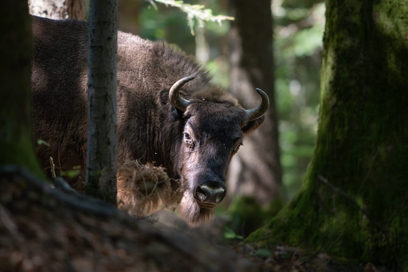 Wisent Schweiz