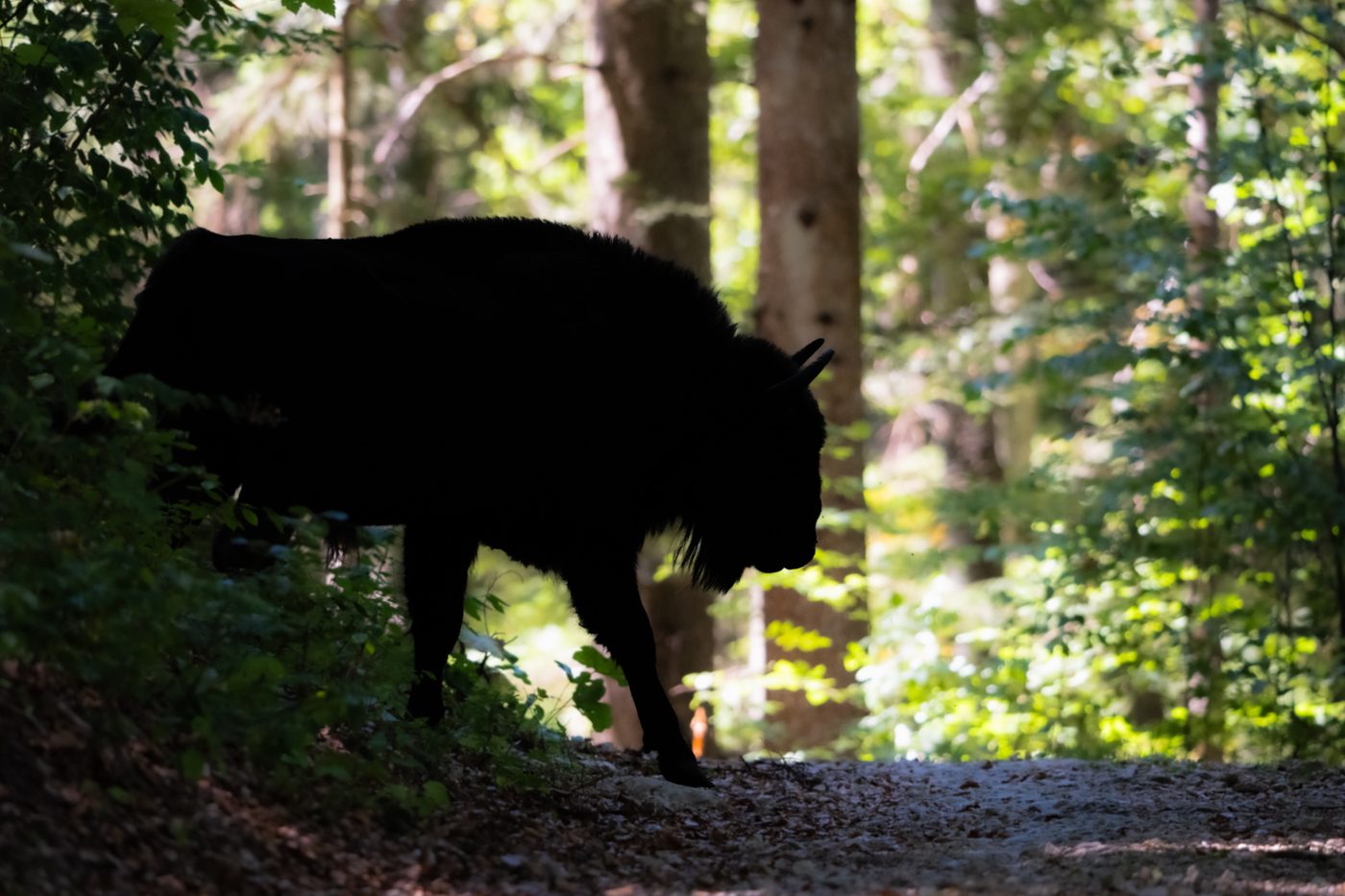 Wisent Schweiz