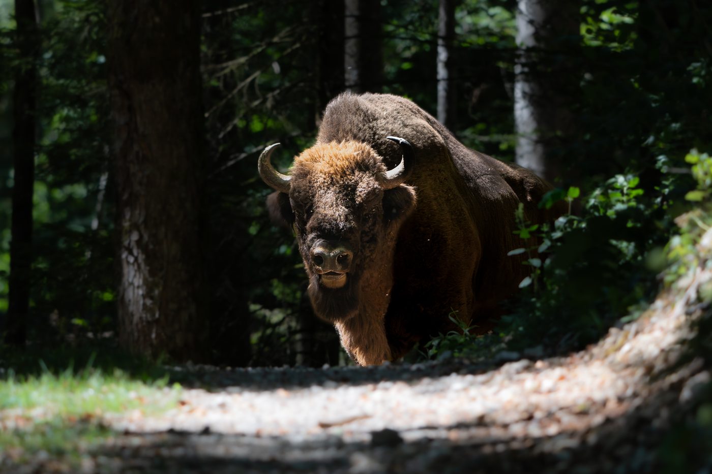 Wisent Schweiz