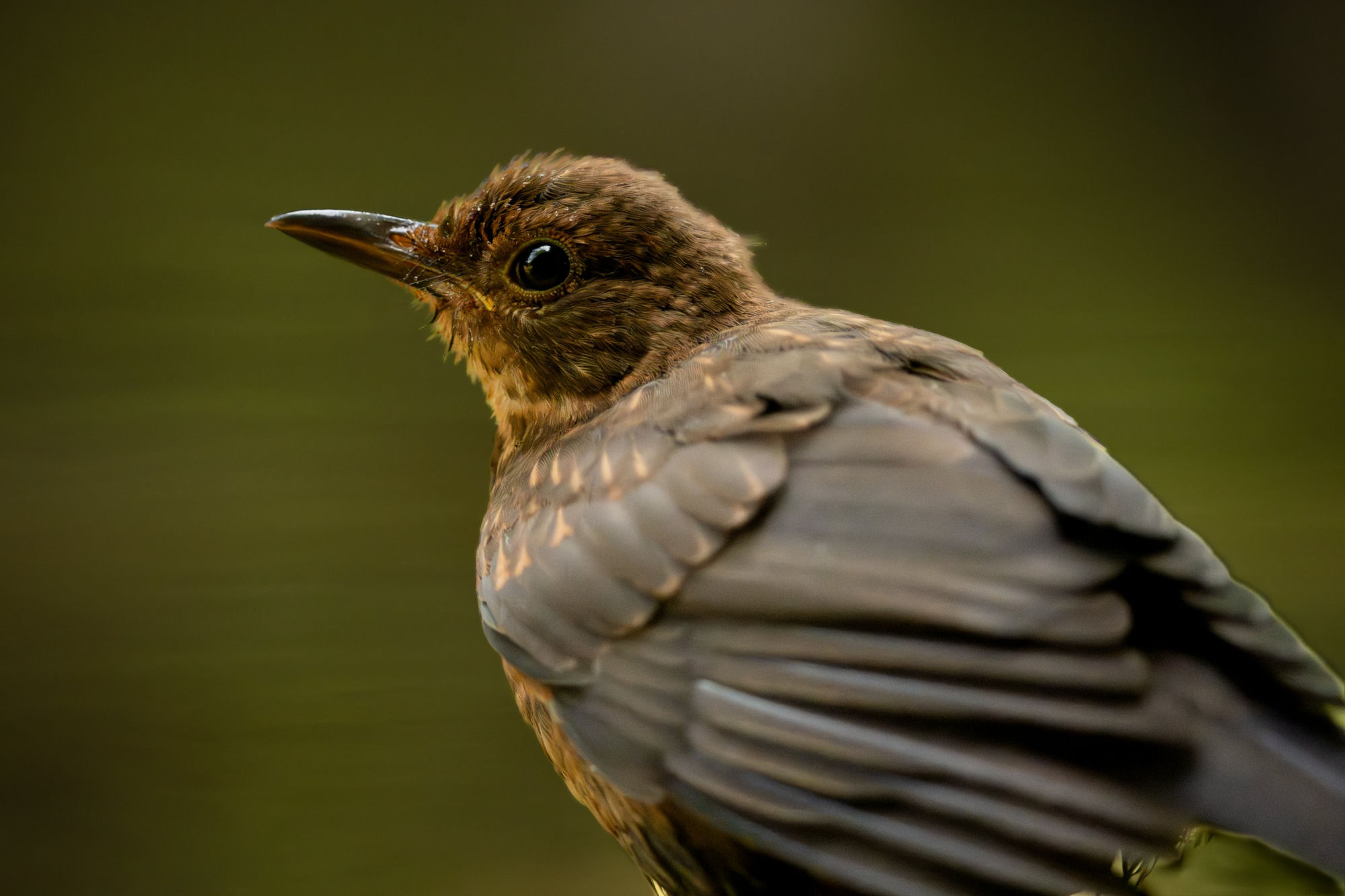 Amsel Slowenien