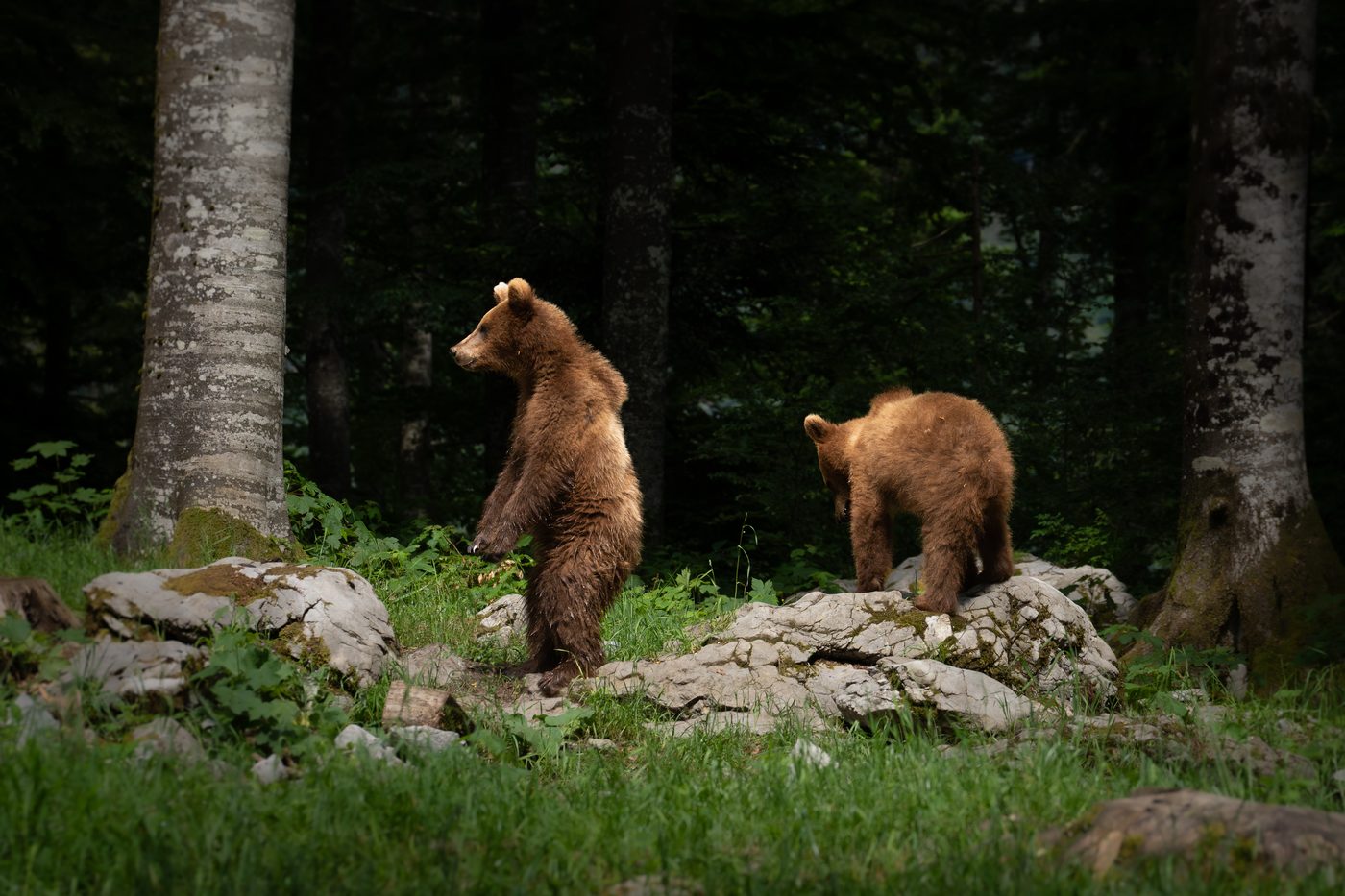 Braunbären Slowenien
