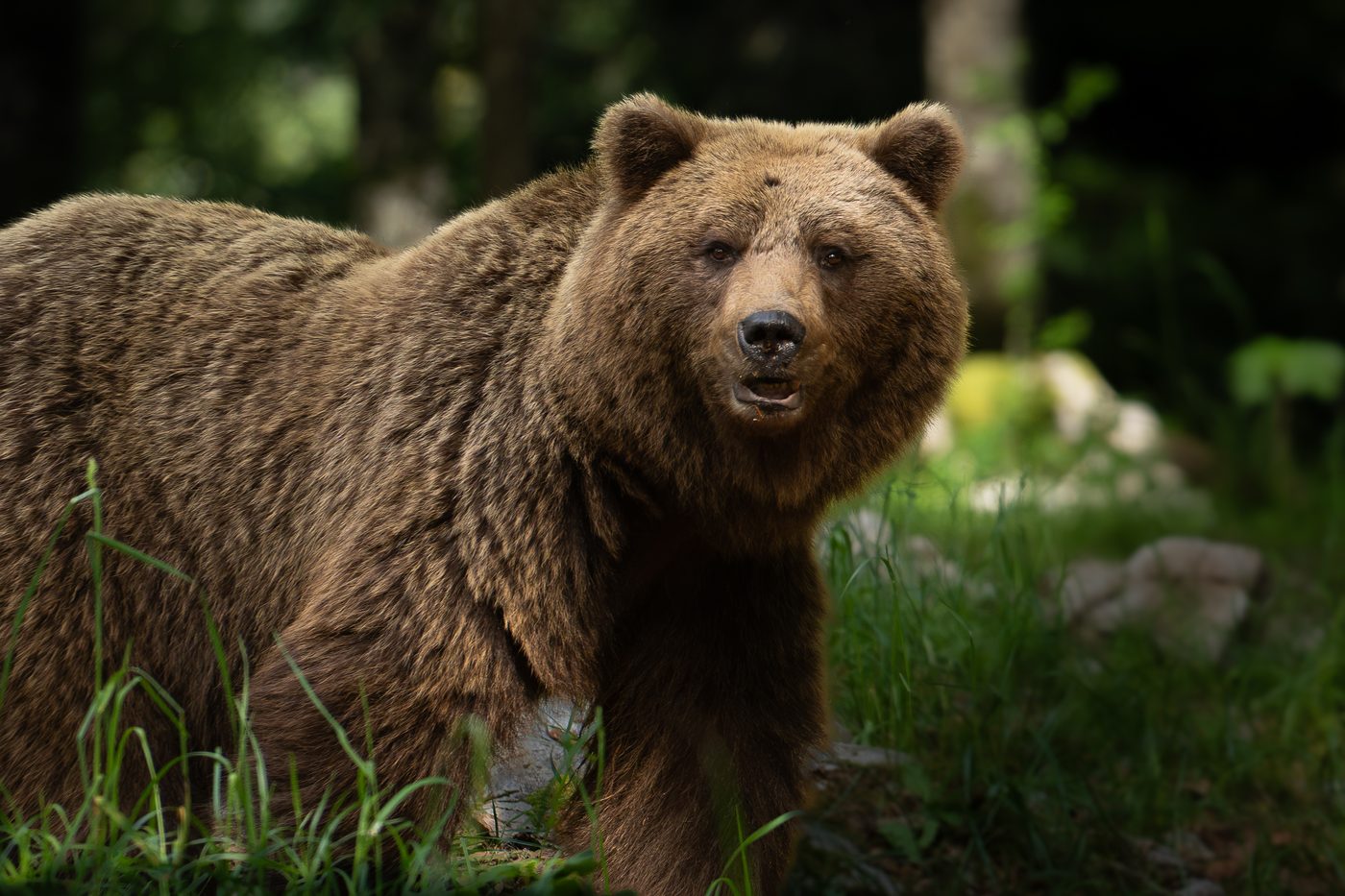 Braunbär Slowenien