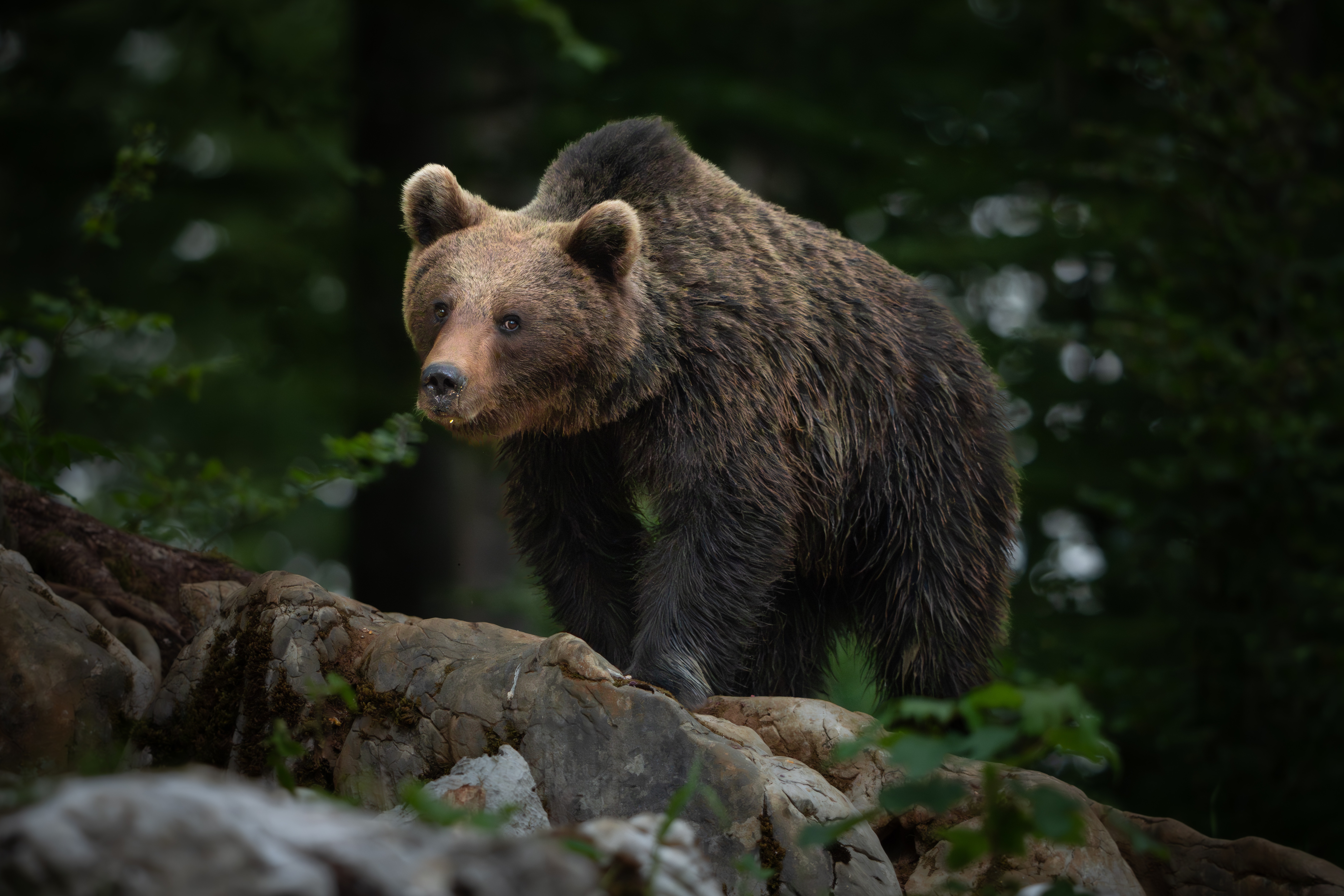 Braunbär Slowenien