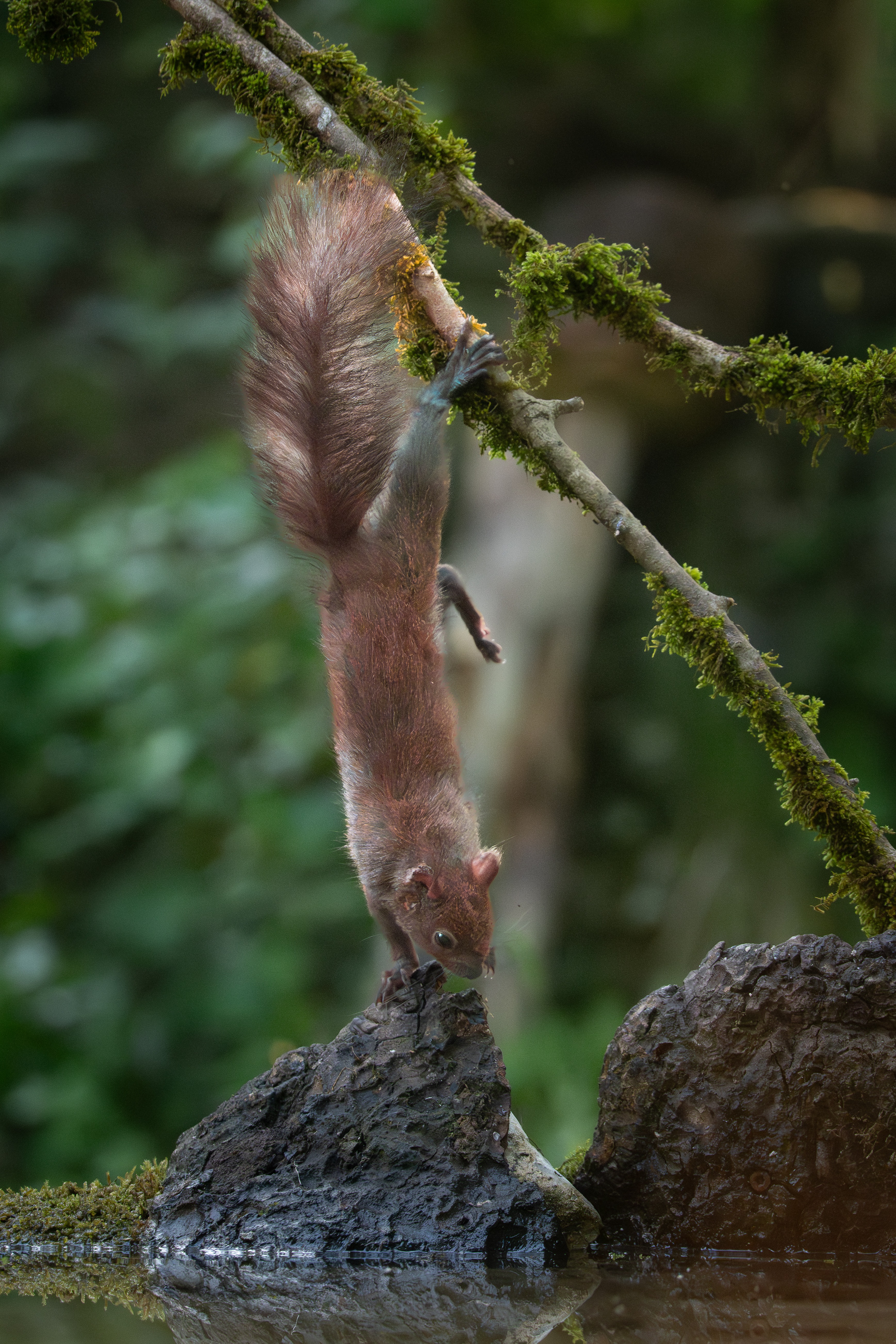 Eichhörnchen Slowenien