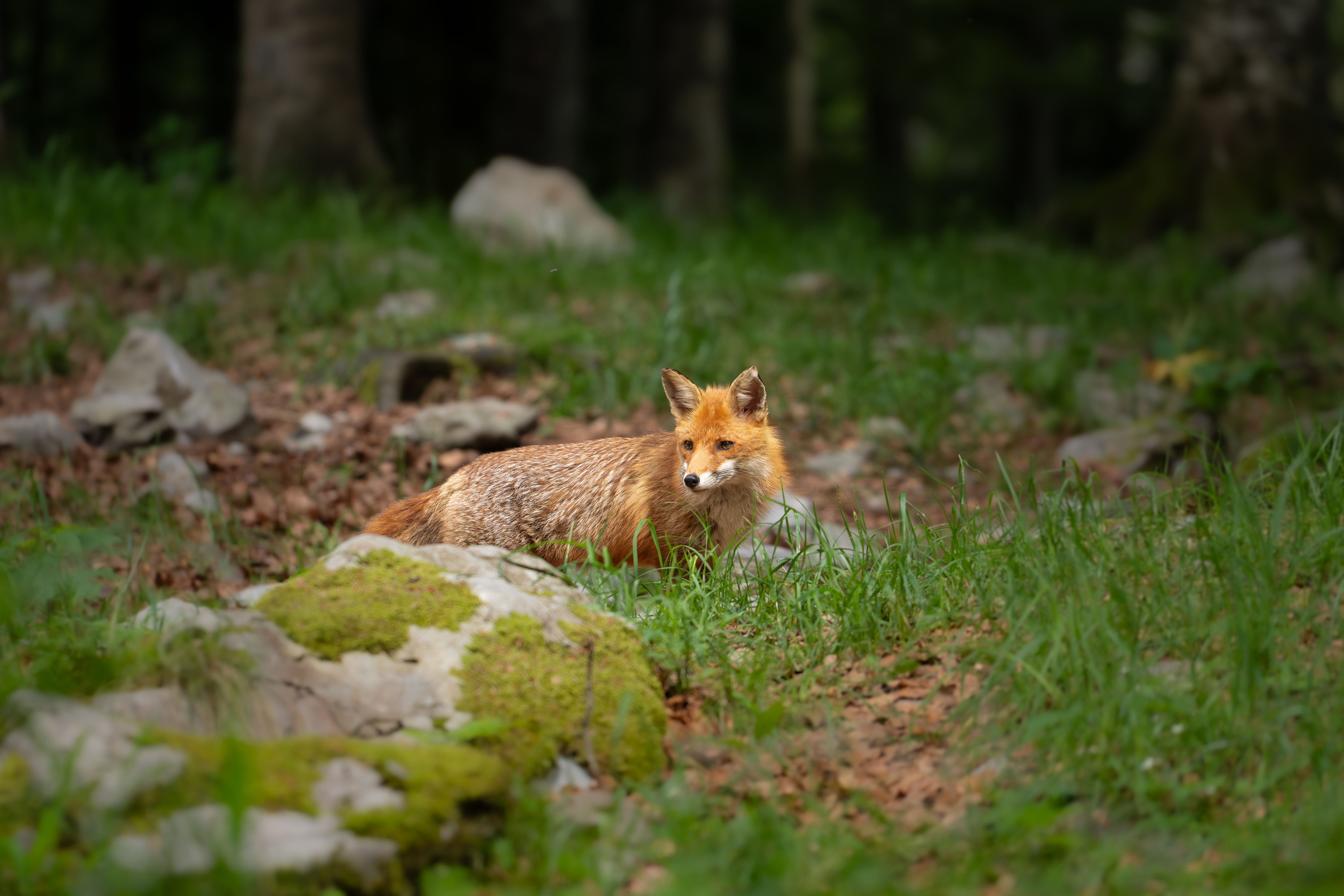 Rotfuchs Slowenien