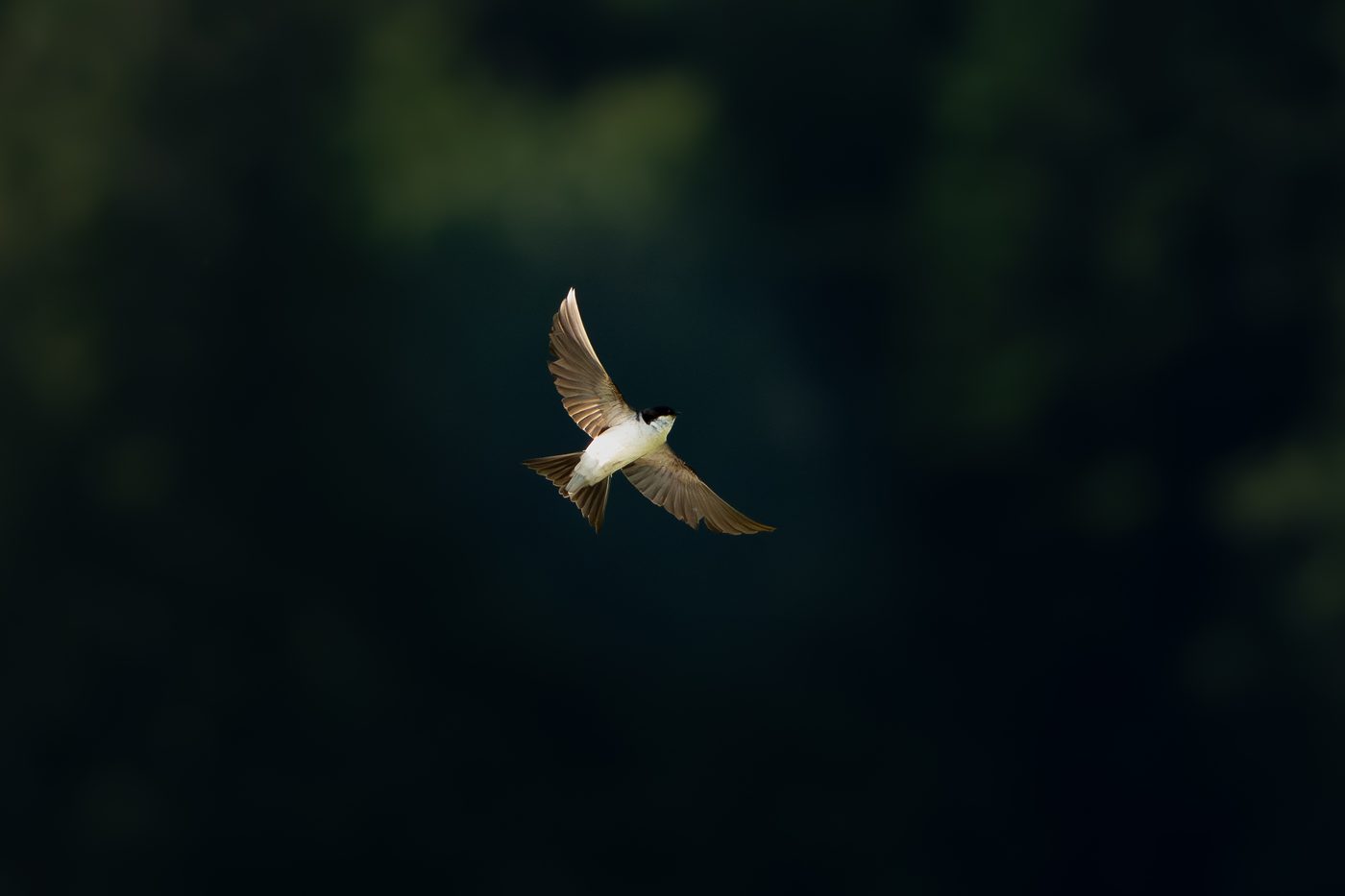 Vogel Slowenien