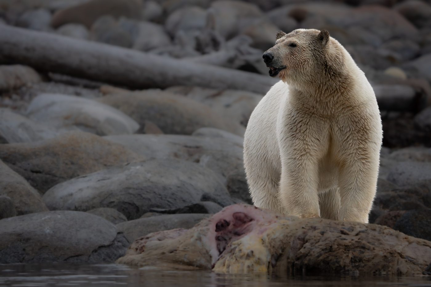 Eisbär Spitzbergen