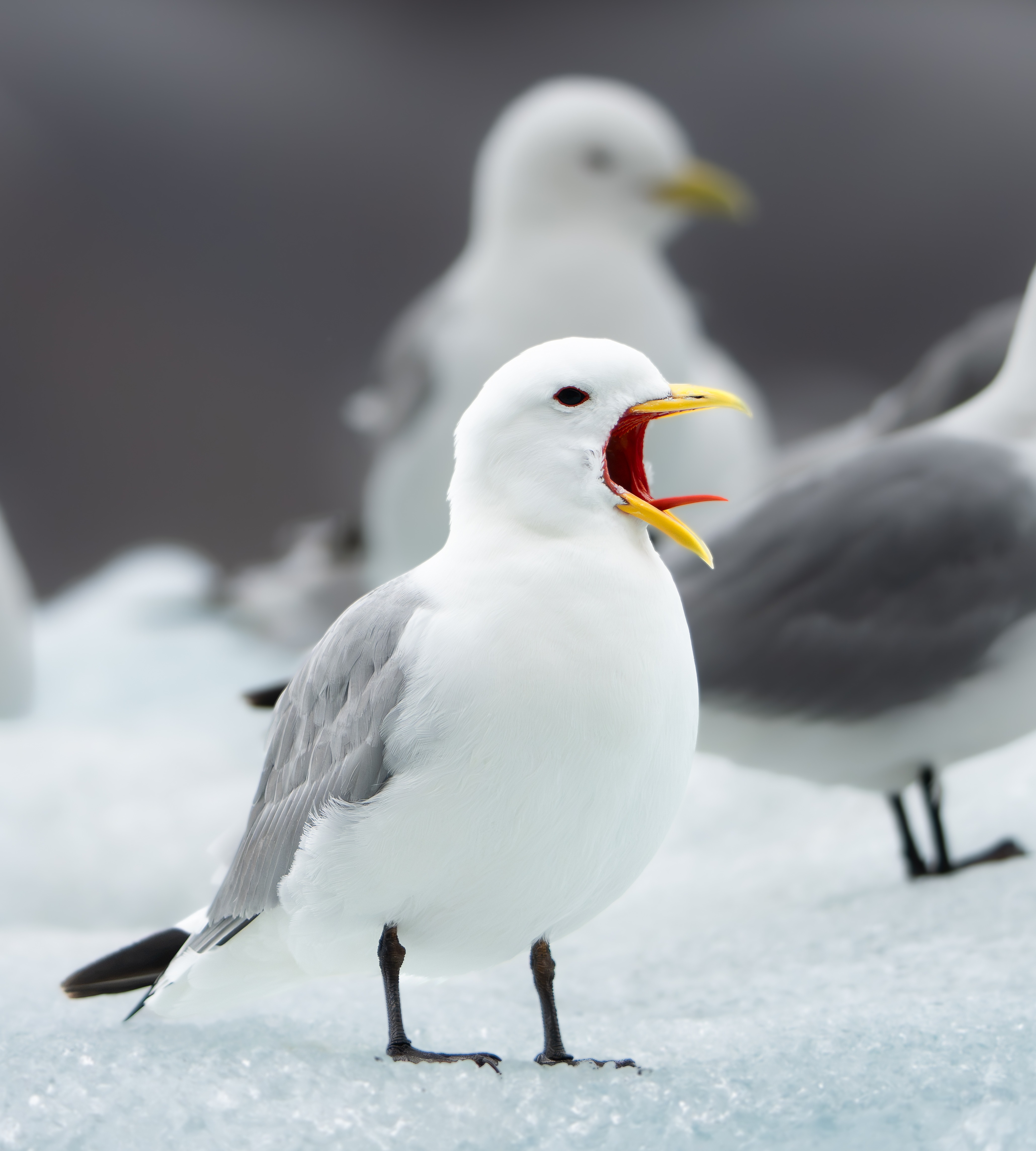 Möwen auf Eis Spitzbergen
