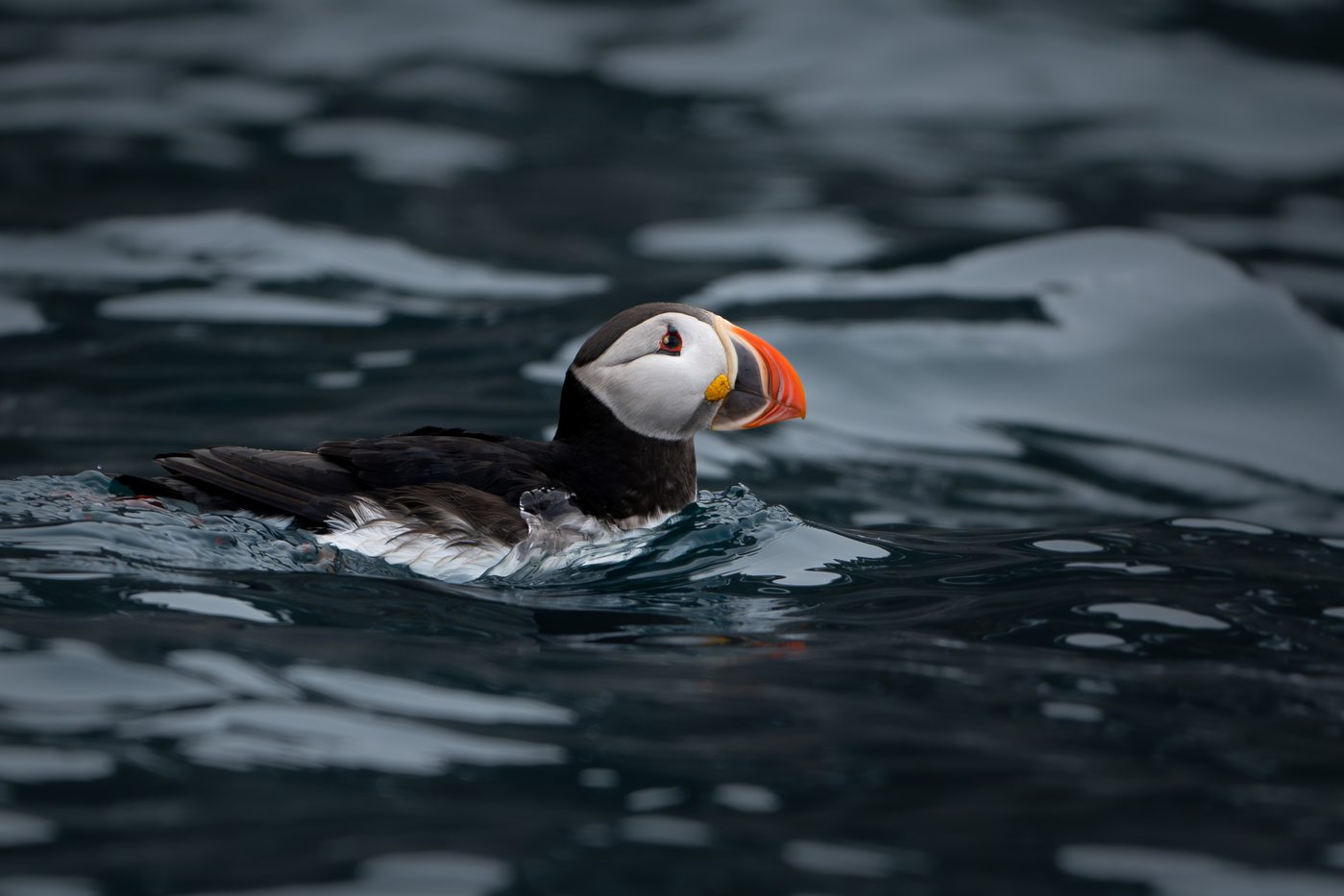 Papageitaucher Spitzbergen