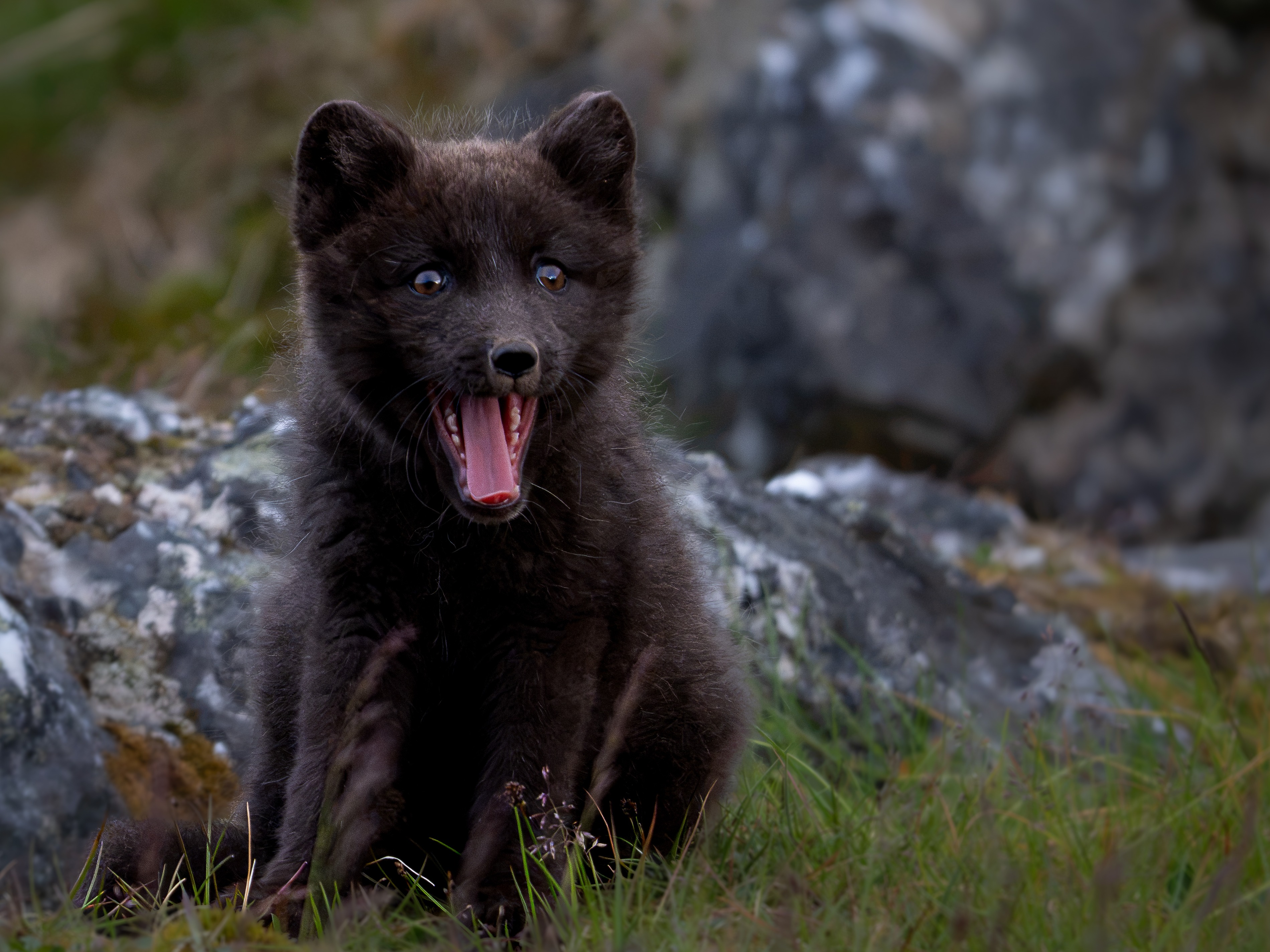 Polarfuchs Spitzbergen