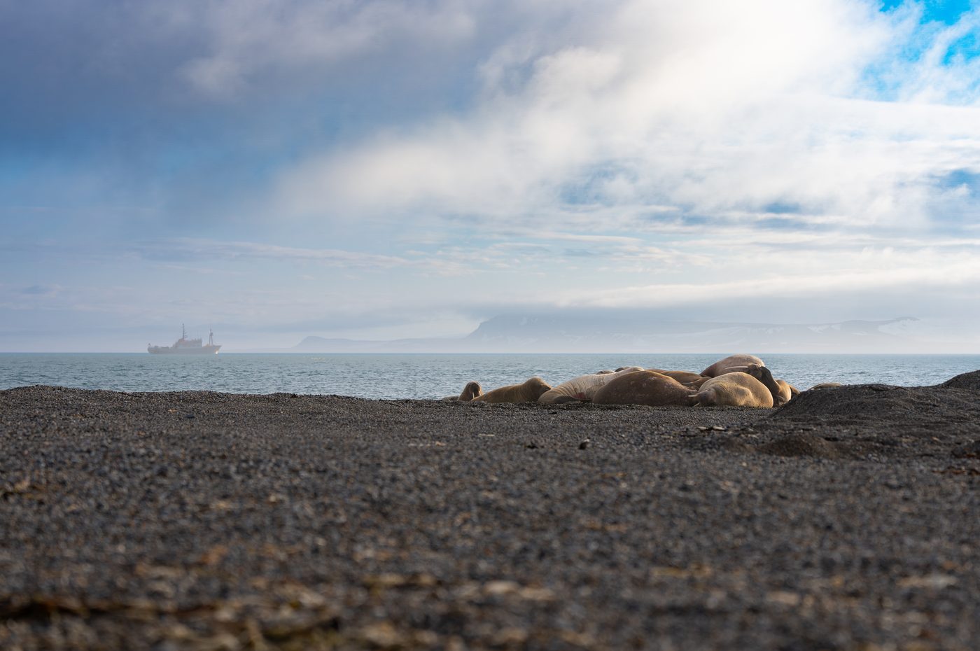 Walrosse Spitzbergen