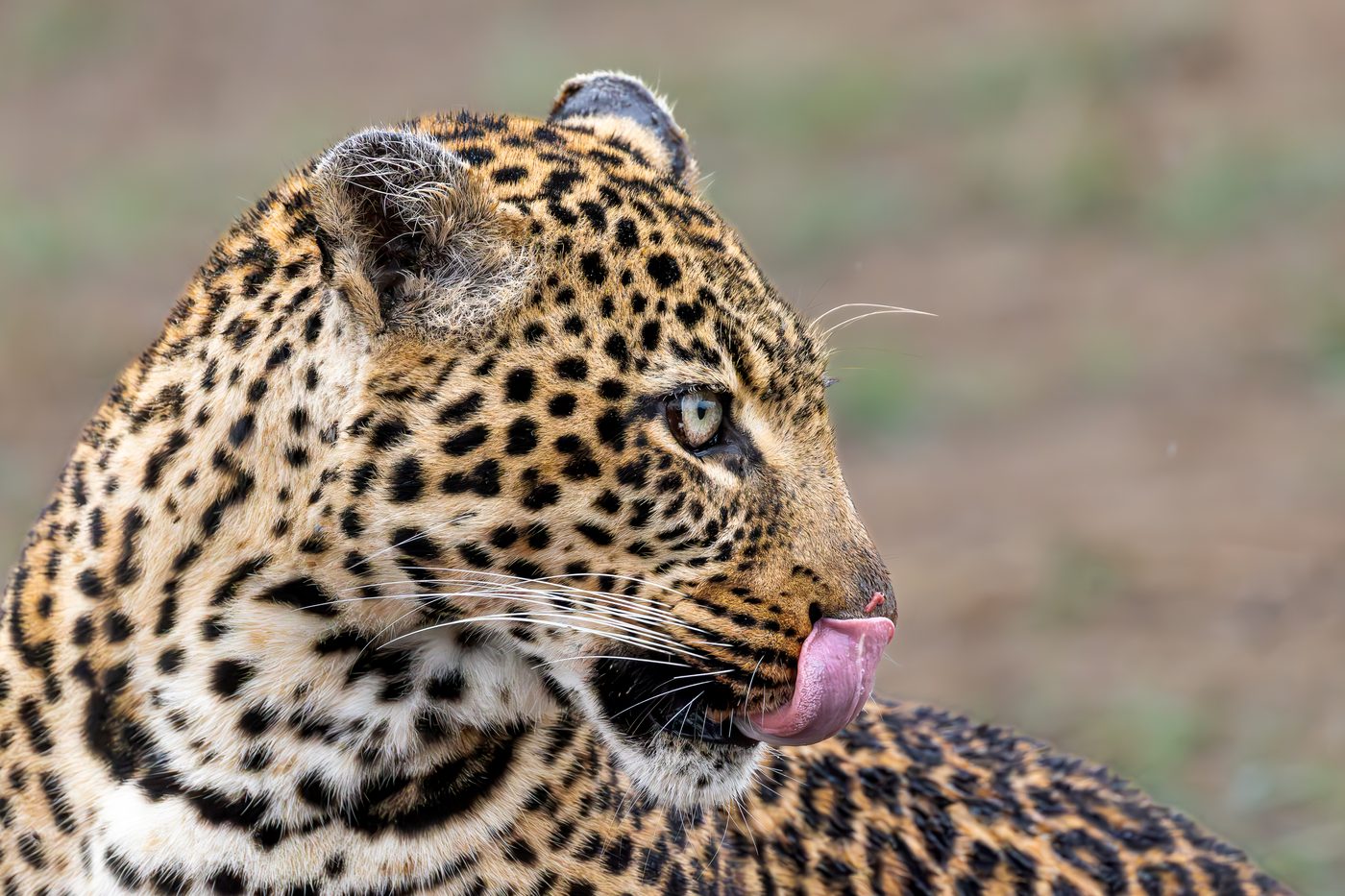 Leopard Tansania