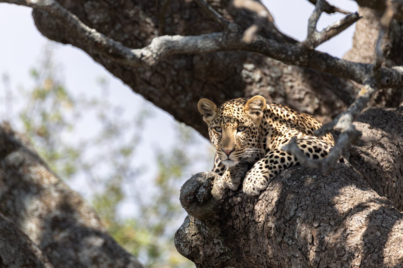 Leopard Tansania