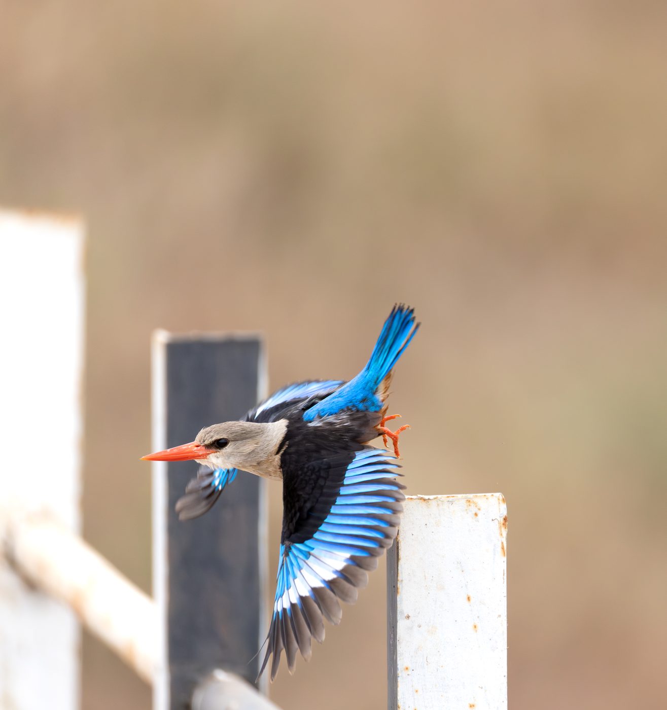 Eisvogel Tansania